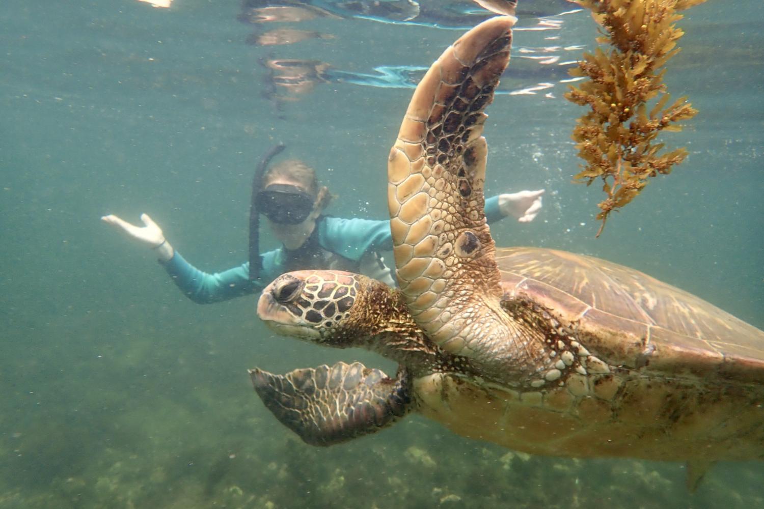 一名<a href='http://kdrl.ngskmc-eis.net'>全球十大赌钱排行app</a>学生在Galápagos群岛游学途中与一只巨龟游泳.
